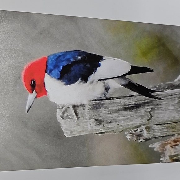 Red Headed Woodpecker on a Limb Print‎ - Picture 2 of 3